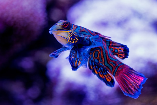 Colourful Reef Fish