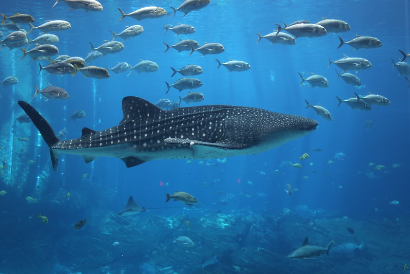 Whale sharks