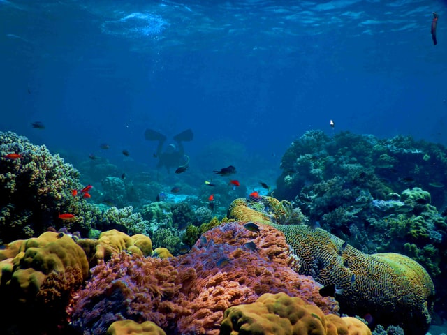 Coral Reefs