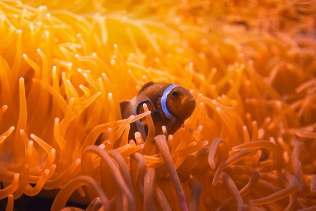Colourful Marine Life