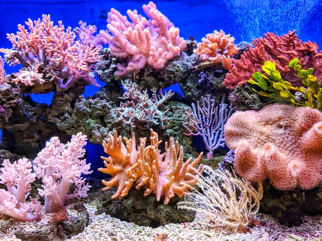 coral reef