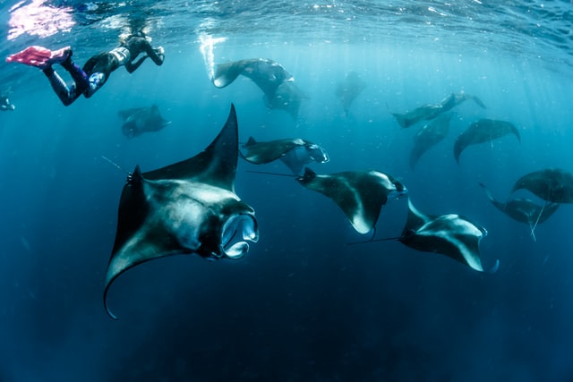 snorkelling with manta