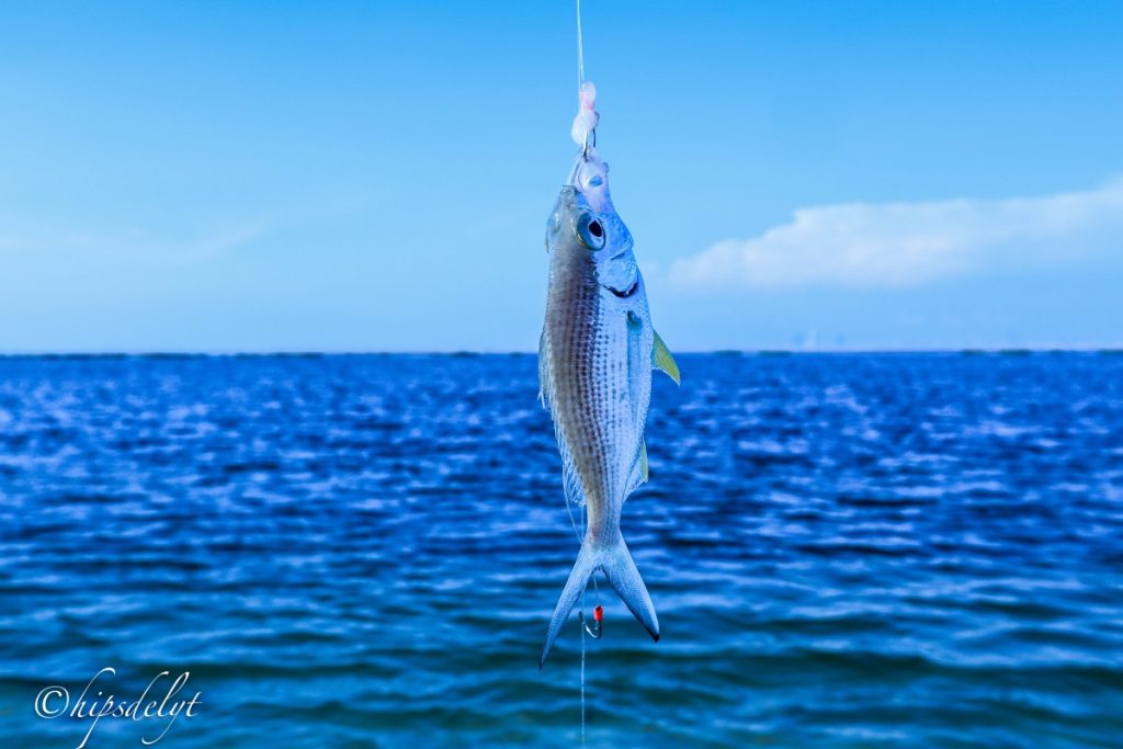 Maldives Fishing