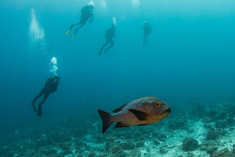 Diving in Maldives 