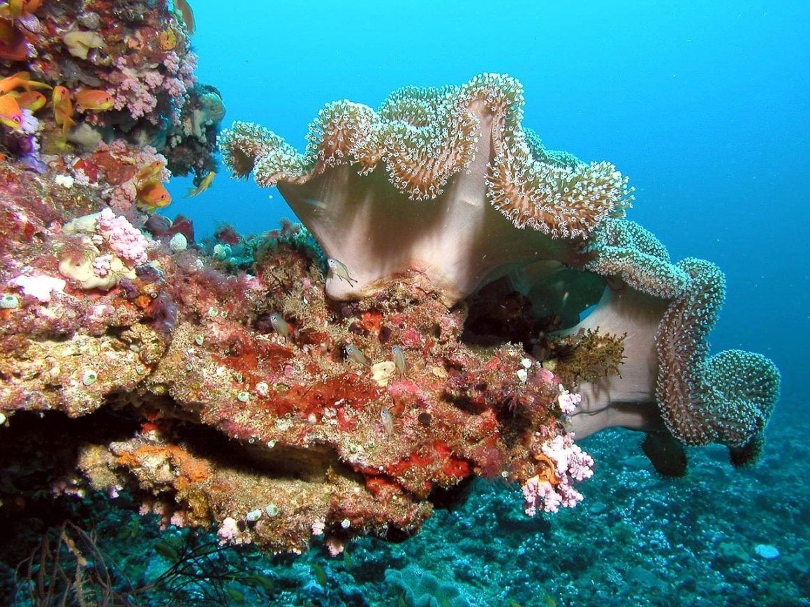 Maldives underwater