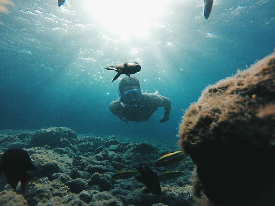 Diving in the Baa Atoll