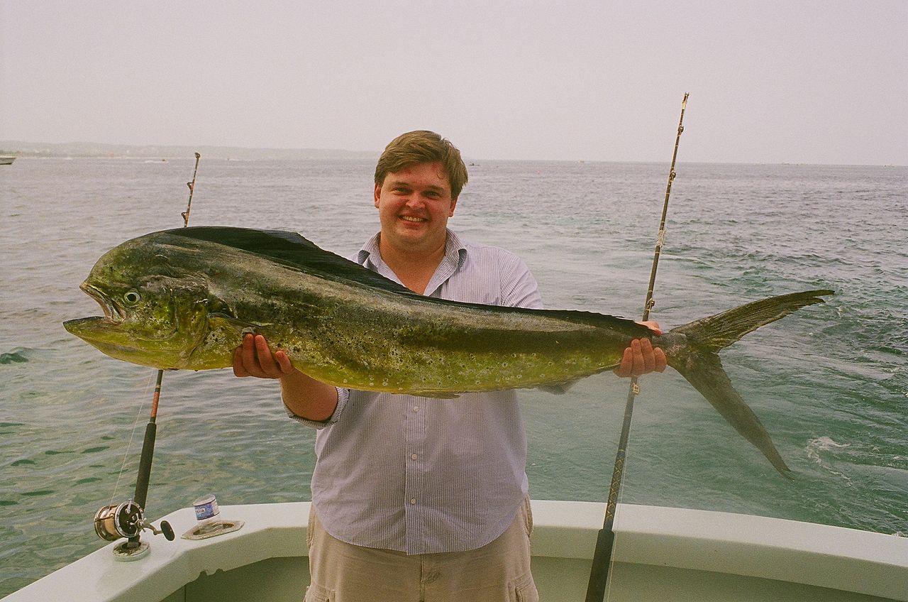 mahi-mahi fish