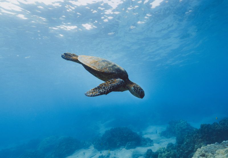 Sea Turtle