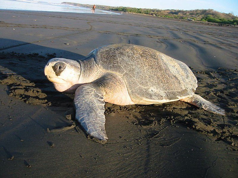 Olive Ridley Sea Turtle