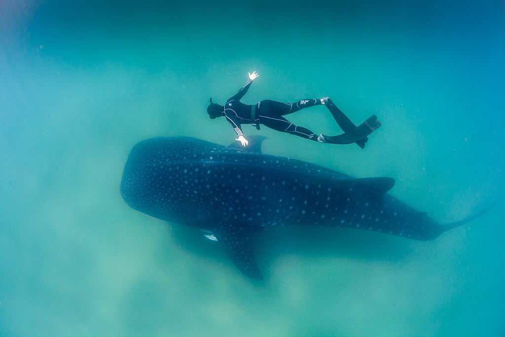 Whale_Shark