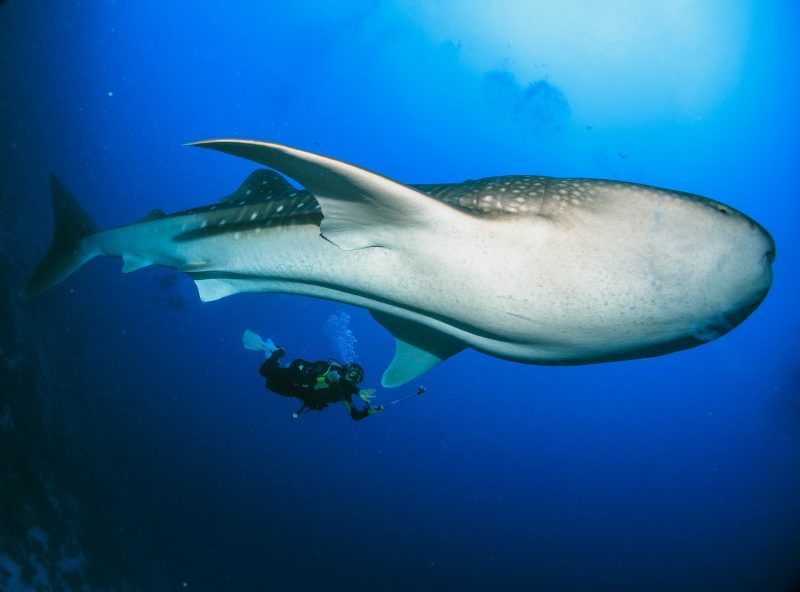 whale sharks 