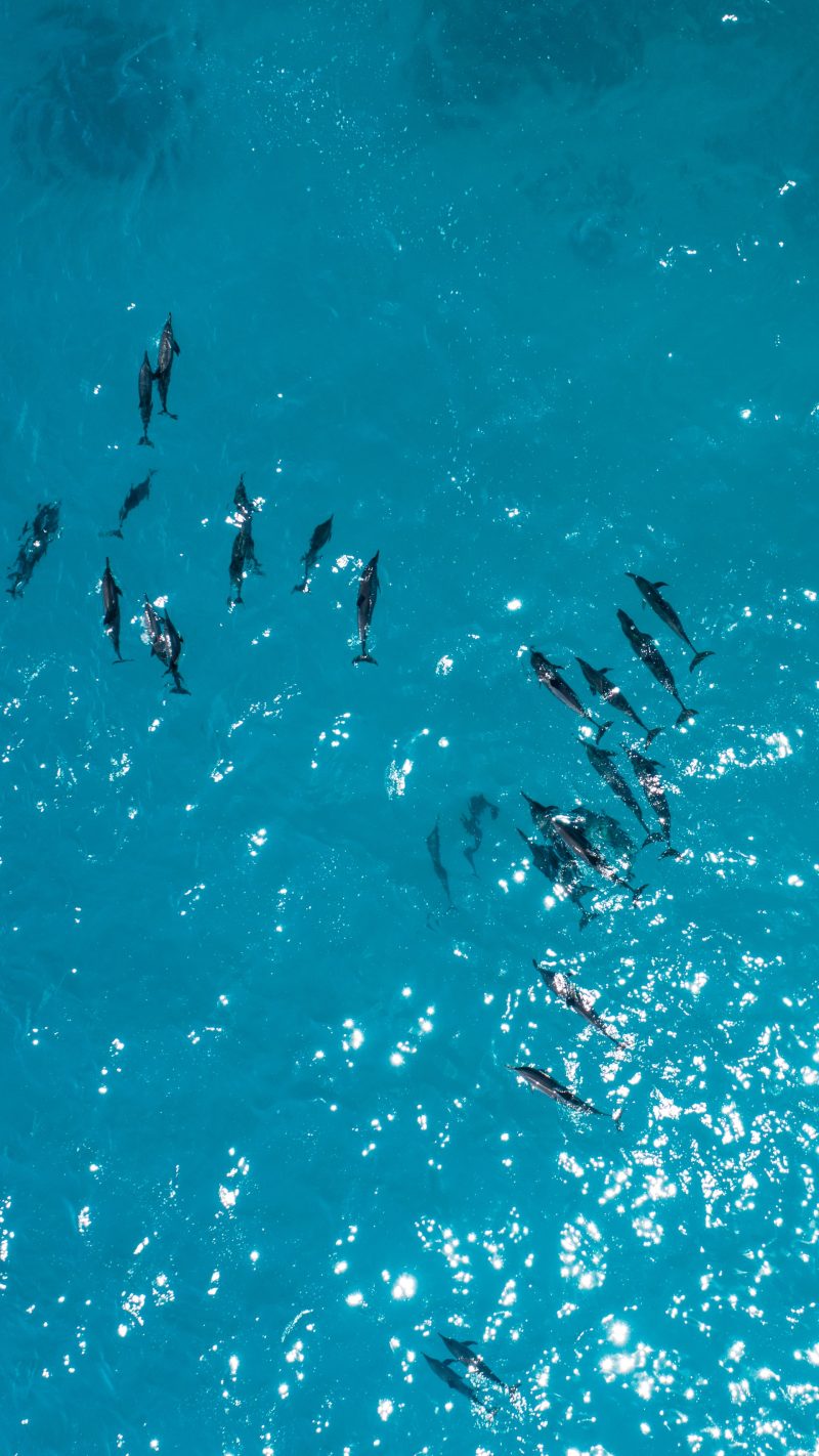 Dolphin Watching
