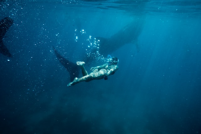 Whale Sharks