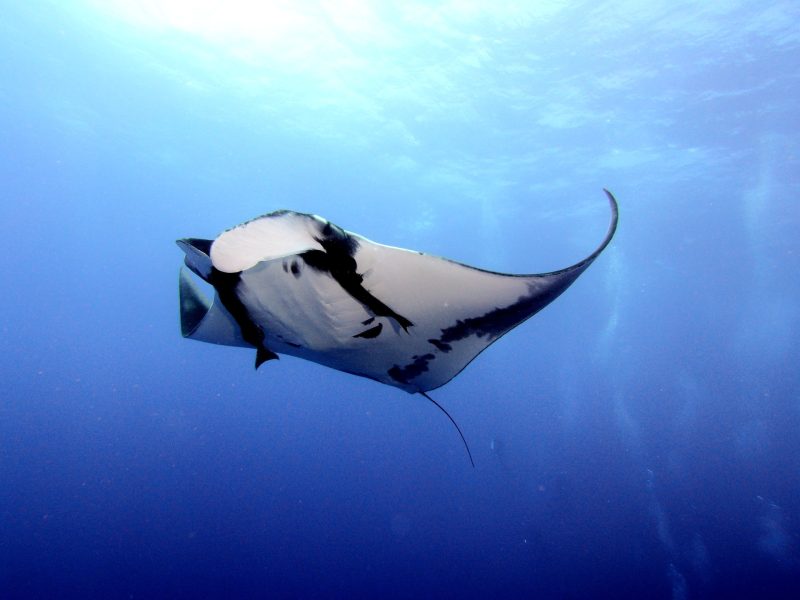 manta rays