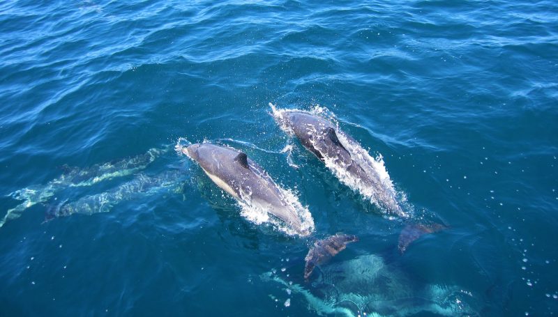 Dolphin Watching 