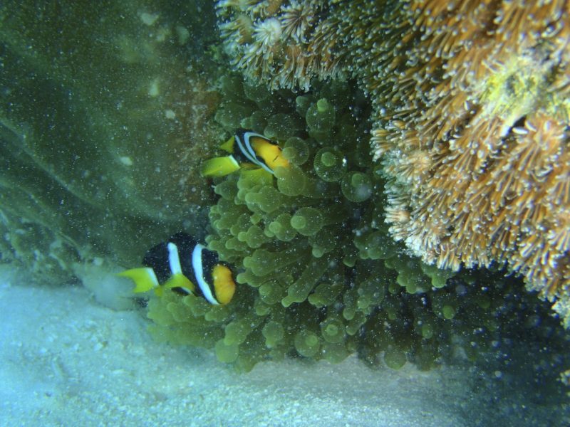 Ari Atoll