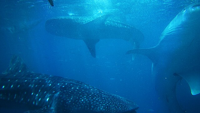 whale shark watching