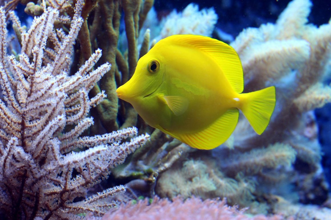 Marine Wonders