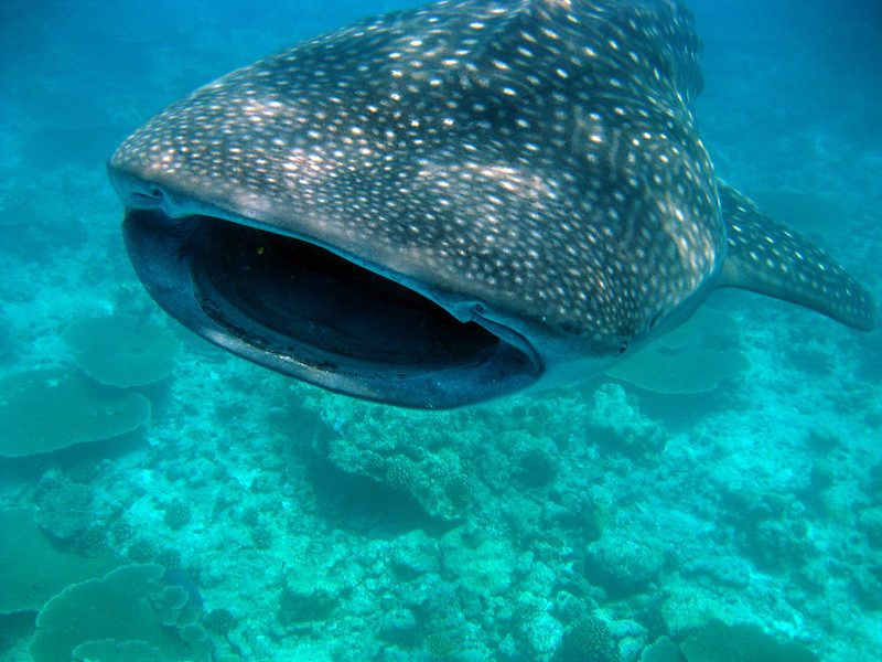 Sharks in Maldives