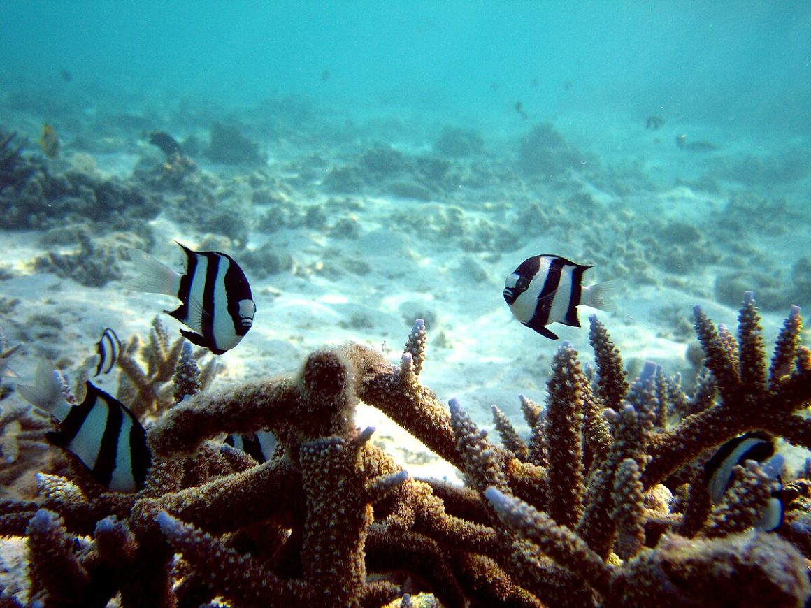 Diving Maldives