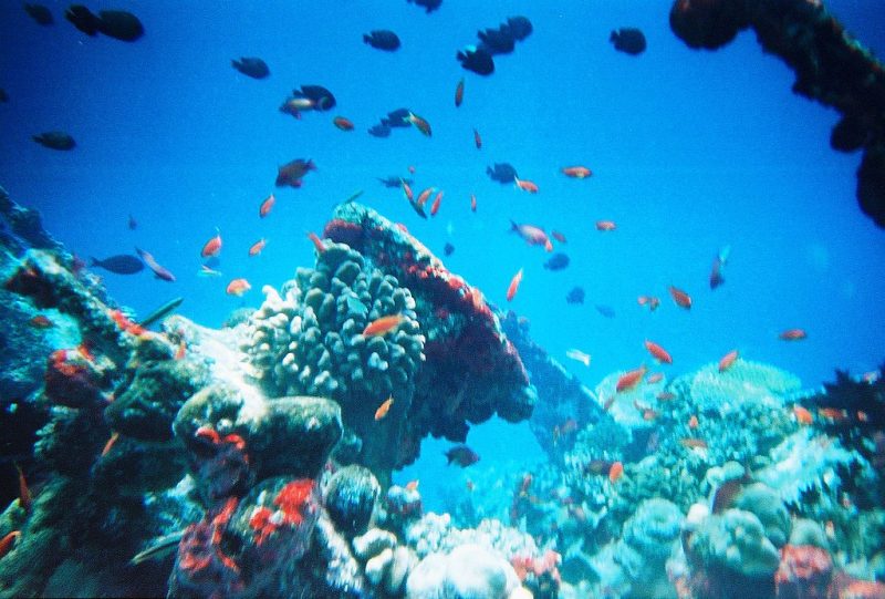 Maldives fish