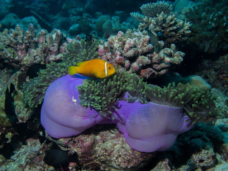 underwater
