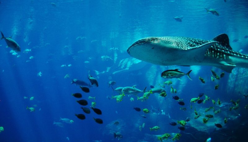 whale-shark