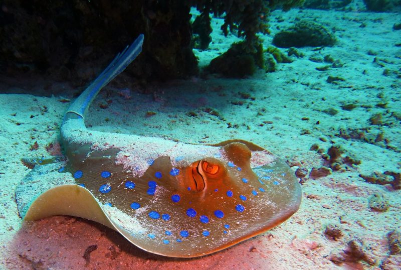 blue-spotted-stingrays