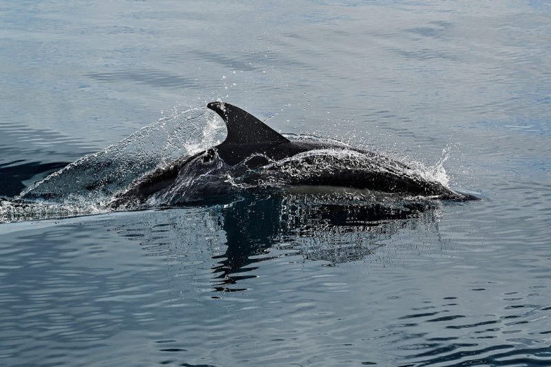 dolphin