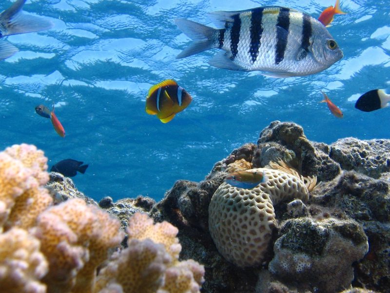 fish