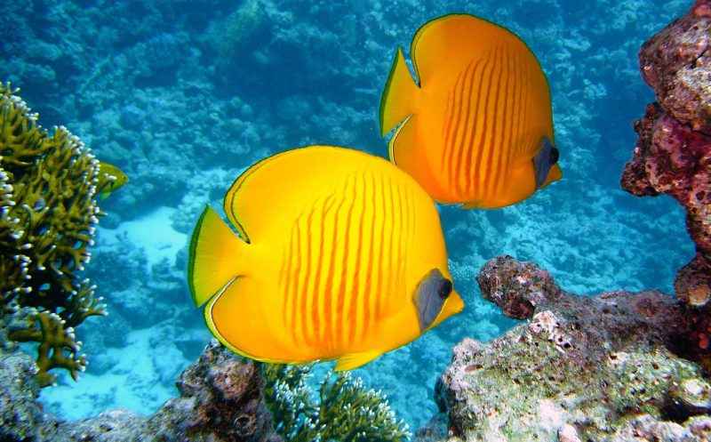 butterflyfish
