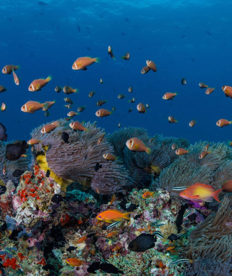 Underwater scenery in Maldives
