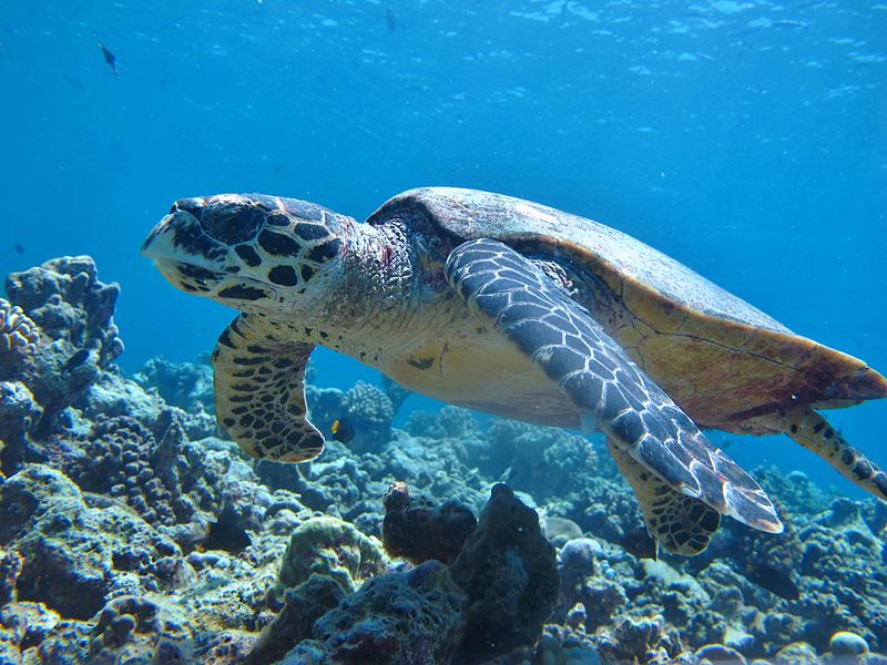 maldives sea turtles