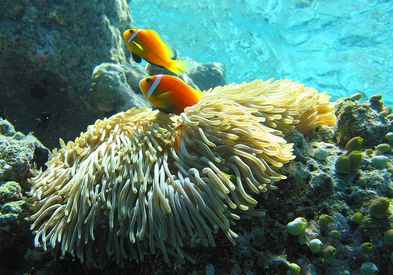 maldives anemone fish