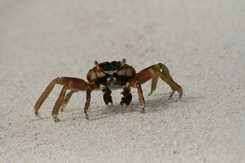 maldives crab