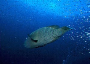 Miyaru-Faru-Maldives