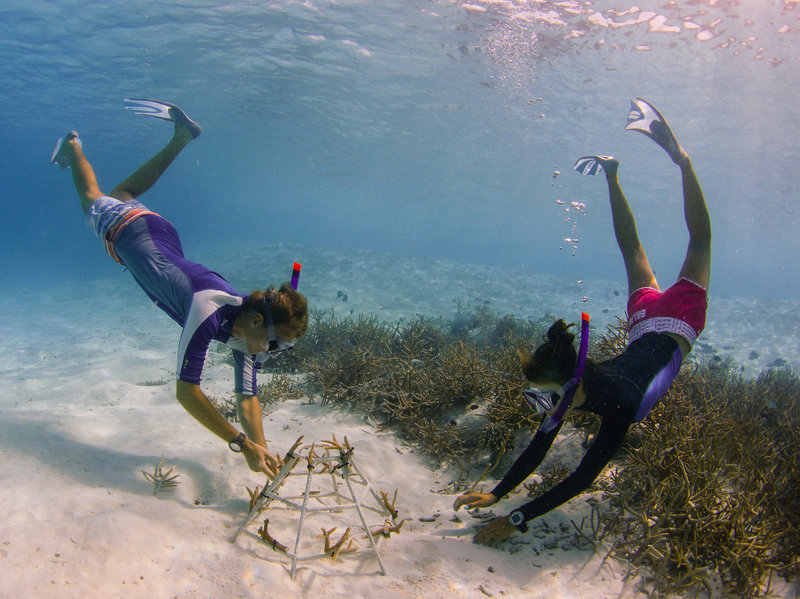 snorkeling in maldives