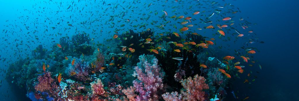 UNDERWATER DISCOVERY
