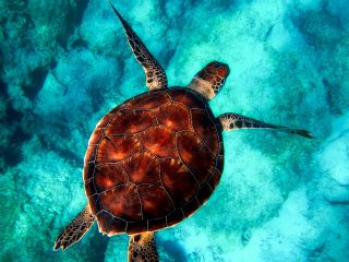 A Guide to Snorkelling with Marine Life in the Maldives