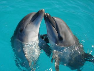 Best Maldives Resorts for Dolphin Watching and Marine Life Encounters in the Maldives