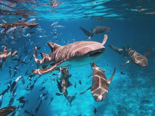 Best Time to Visit the Maldives: A Seasonal Guide