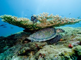 A Practical Guide to Liveaboard Diving Routes in the Maldives for Experienced Divers