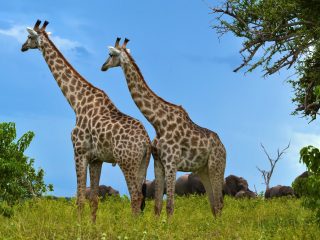 A Couples Guide to Responsible Wildlife Encounters in Botswana